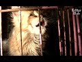 Cats Cry Out For An Escape From The Puppy Mill | Animal in Crisis EP24