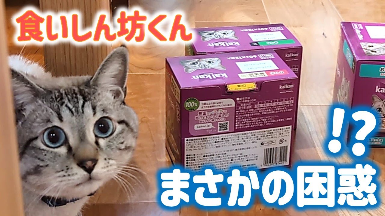 A cat confused by a pile of pouches Here's the moment he opened