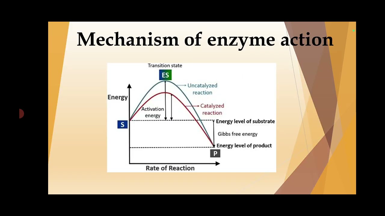 Mechanism of Enzyme Action/ Biochemistry/ Part 3/ BSc Botany/ Malayalam