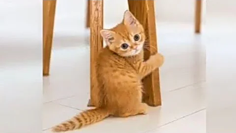 Video 10535841: kitten compilation funny cute, cute kittens playing compilation, laugh funny kitten, cat cute funny, baby cats