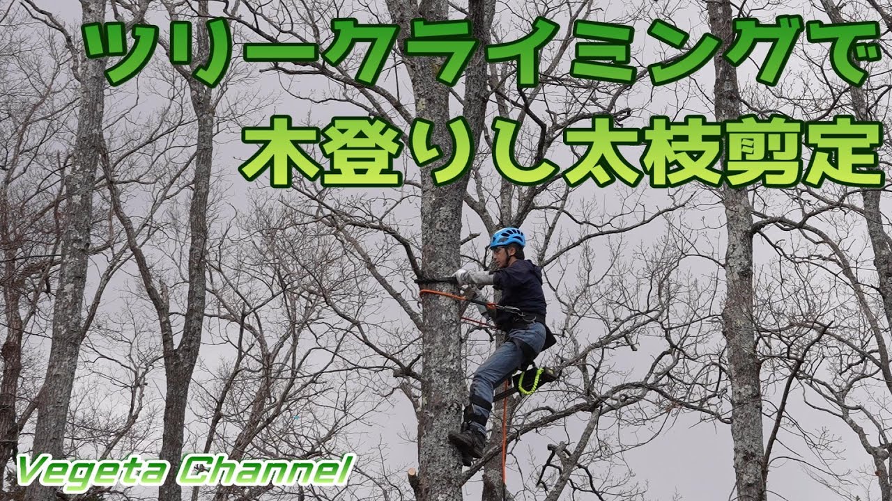 素人がツリークライミングで木登りし太枝を剪定！