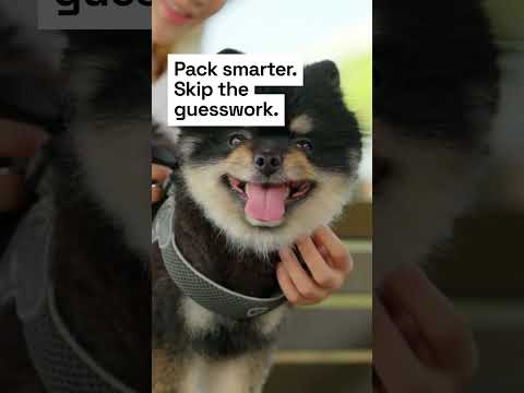 3 Gear Swaps for Easier Dog Outings