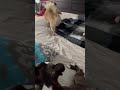Boston terrier plays , and snoring