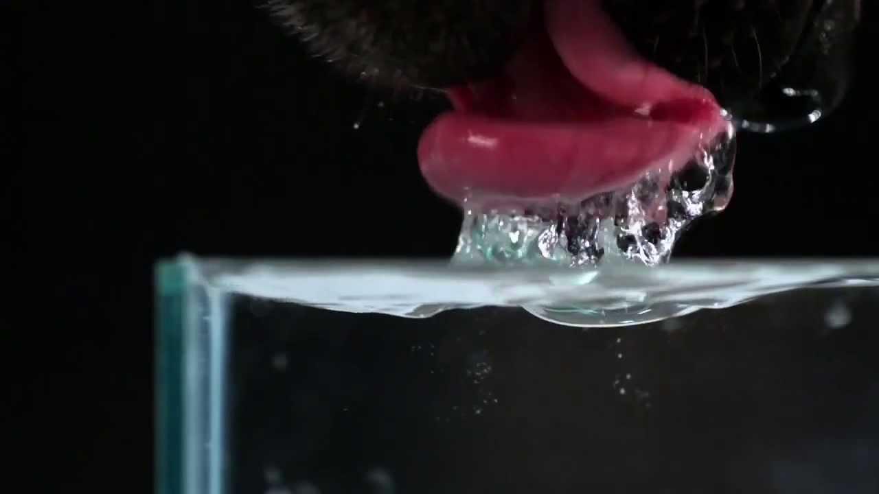 Как пьет собака замедленная. Замедленная съемка вода. Собака пьёт воду замедленная съёмка. Кошка лакает воду замедленная съемка. Вода в замедленной съемке.