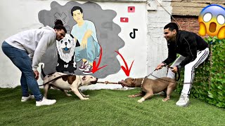 بويكا وسلطان في مواجهة كلاب صاحبي مين اقوي🐶(اتفاجات ب كلاب بولي وجيرمن وجريت دان ورت وايلر )