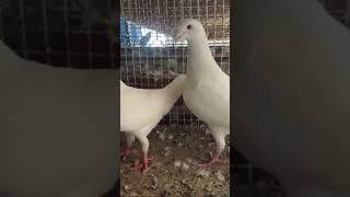 kabootar king 👑 #pigeon #bird #kabootar #50k