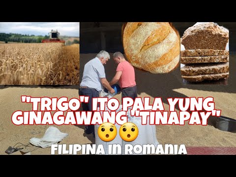 Video: Ano Ang Gawa Sa Trigo