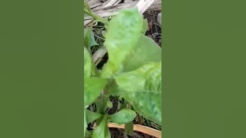 Tác dụng cây rau Cải Trời| Hằng Lê HG85 #shorts