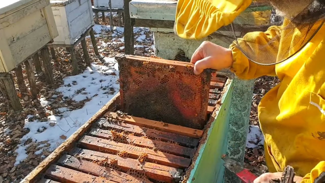 Najbolja košnica - ĐERZONKA