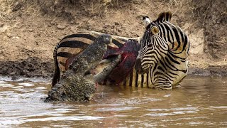 The Moment Zebras Defeat Crocodiles