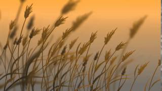 BCA Week 28 Grass & Reeds