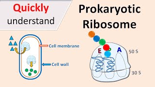 Prokaryotic Ribosomes | 70S Ribosomes