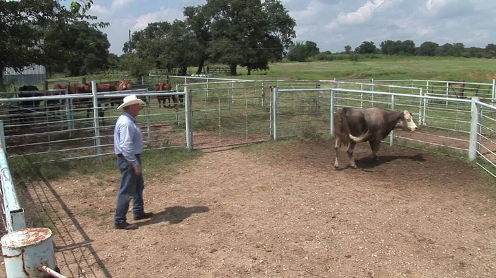 Ron Gill Cattle Handling Part 1