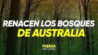 AUSTRALIA RENACE DESPUÉS DE LOS INCENDIOS - #FuerzaNatural