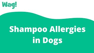 Shampoo Allergies in Dogs | Wag!