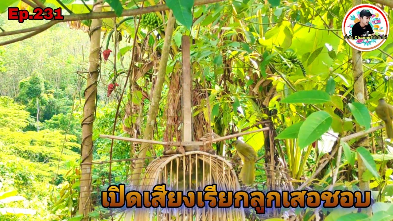 เสียงนกดอกแตงEp.231ขึ้นยอดเขาจัดลูกเสอเยอะมาก ต่ออีกตัวได้อีกตัว(Stripe-throated Bulbul)