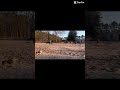 Just a random vid #equines #equestrian