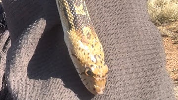 Sonoran gopher snake