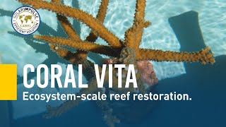 Coral Vita - Growing climate change resilient corals fast