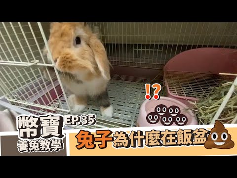兔子總是在飼料碗大便!?｜幣寶養兔教學系列 EP.35｜ChampKnows【冠軍知道】