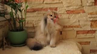 Longhair golden girl, BLH ny11 by Diana's Dream cattery 57 views 1 year ago 43 seconds