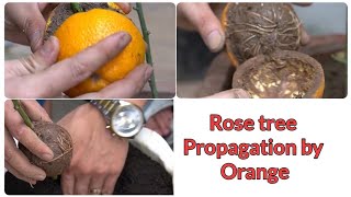 Grow Roses from Cuttings 🌹 | Orange Peel Rooting Method in Sand (Easy!)