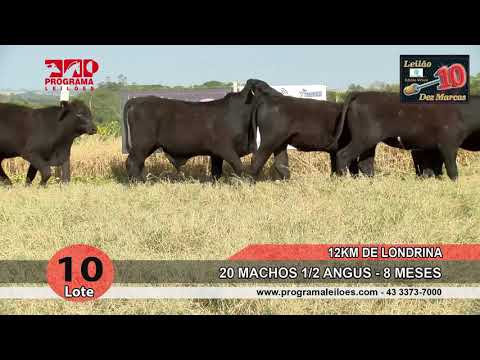 Lote 10