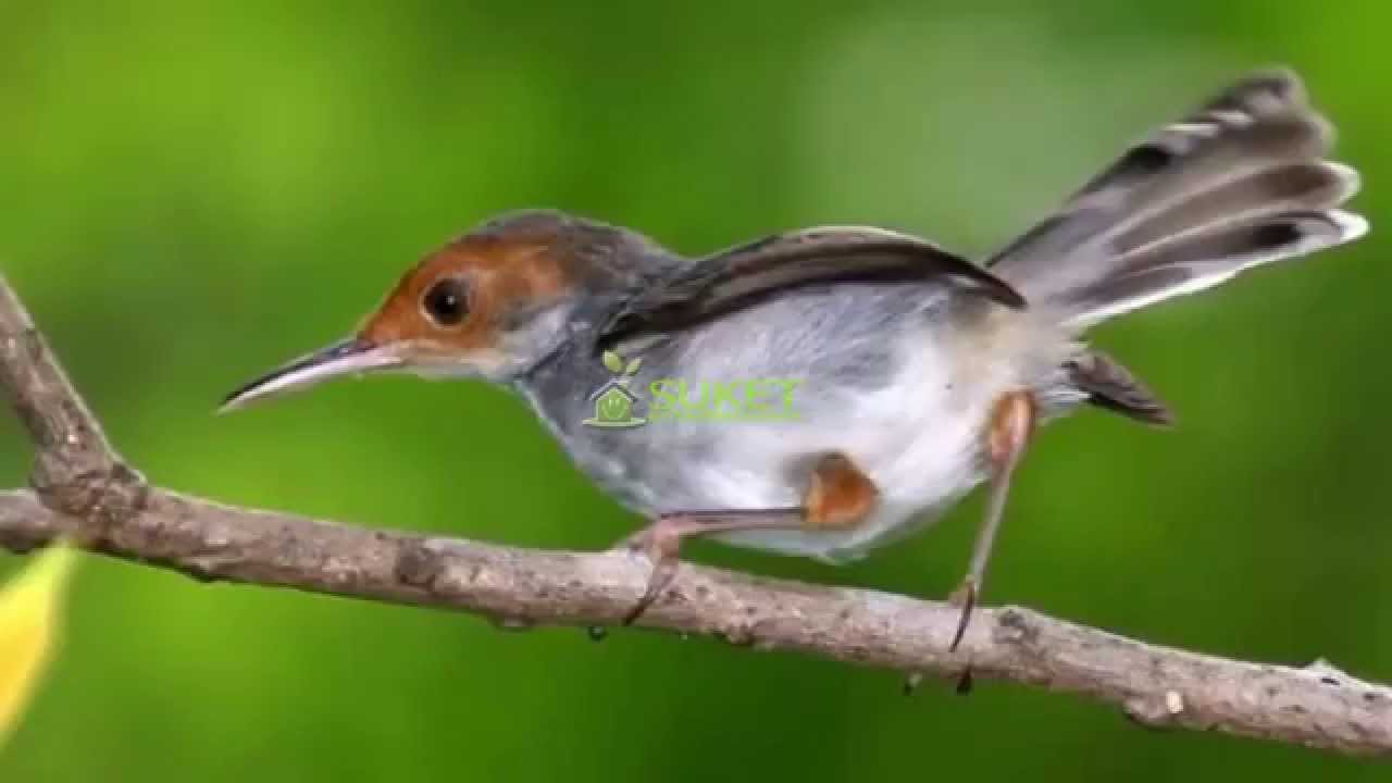 Suara Burung Cinenen Merah yang lantang untuk masteran 