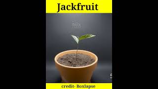 Jack Fruit Growing Time-Lapse ? | shorts