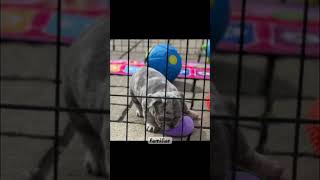 Learning through play! 😍🐾 #puppytraining @woodlandfrenchies6711