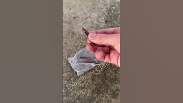 fuse-less Cracking cracker #shorts #cracker #diy #firework #trick #lifehack