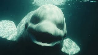 Most Mysterious & Unexplained Sea Creatures
