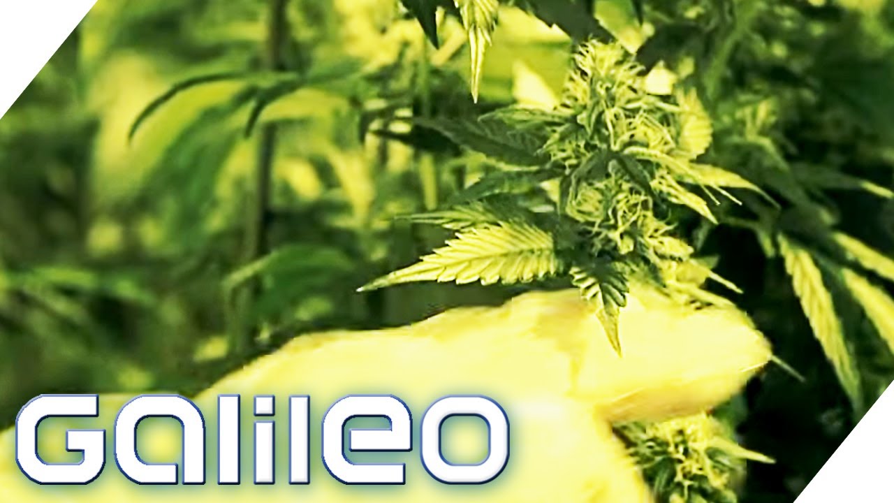 Die legalen Cannabisprodukte der Schweiz | Galileo | ProSieben