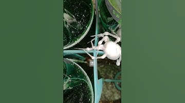 🕷️ Fascinating process: Spider covered in mold in wine cellar #naturephotography #mold #short
