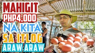 Source ng Brown Eggs sa Quezon, Isabela | Maju Integrated Farm Visit | 600+ Brown Eggs Harvest Daily