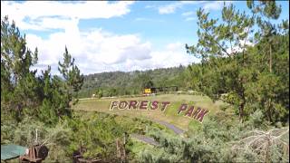 🌲 Dahilayan Forest Park Nature Walk 🇵🇭 | Relaxing Walking Tour