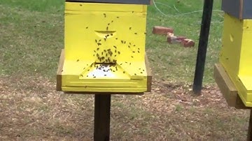 My how to Backyard Beekeeping, First Friday AM activity