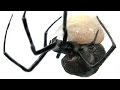 Redback Spider Laying Eggs Making Web Egg Sac Educational Video