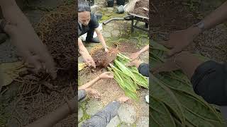 BUNGA JEMANI MELEJIT LAGI#bunga jemani#fliwer