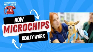 How Pet Microchips Really Work: Expert Answers From a Microchip Veterinarian