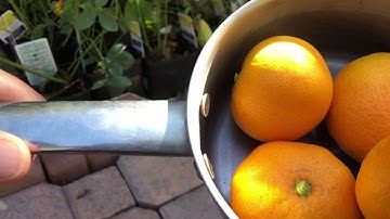 Semi-Dwarf Satsuma Mandarins Citrus Tree