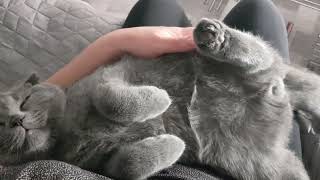 Котёнок любит спать на коленях ❤🙌 by Cats Lika and Tom 73 views 6 months ago 2 minutes, 14 seconds