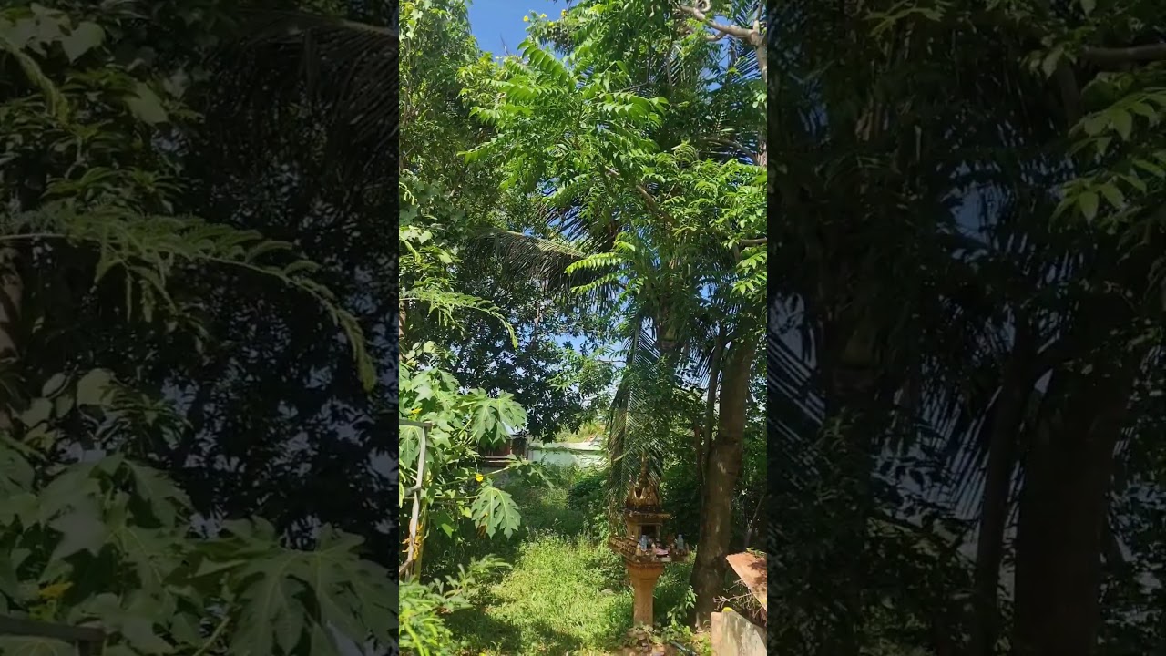 Harmonious Tropical Forest at Back Yard of Southeast Asian House