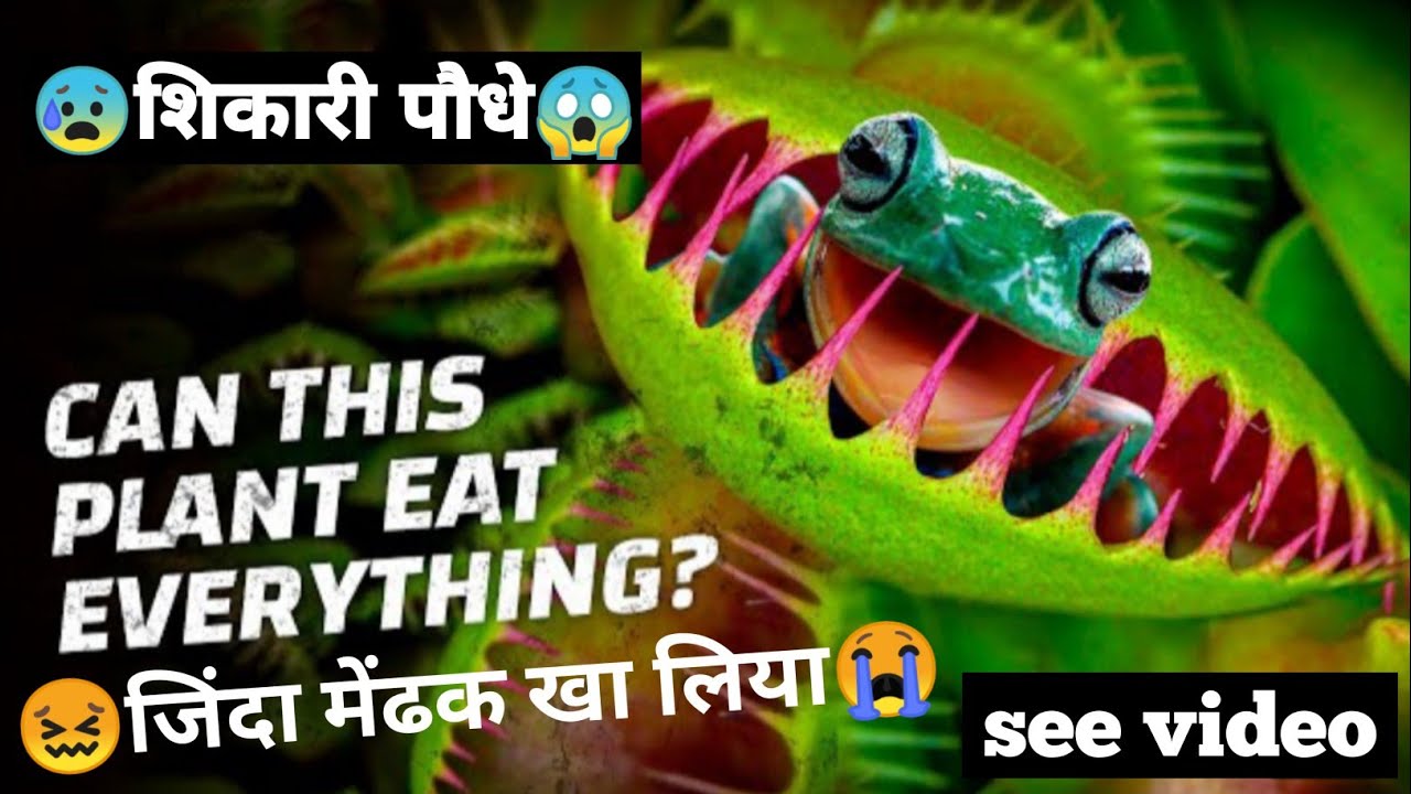 Venus flytrap plant ☘️!!Carnivorous plant eat everything 😱