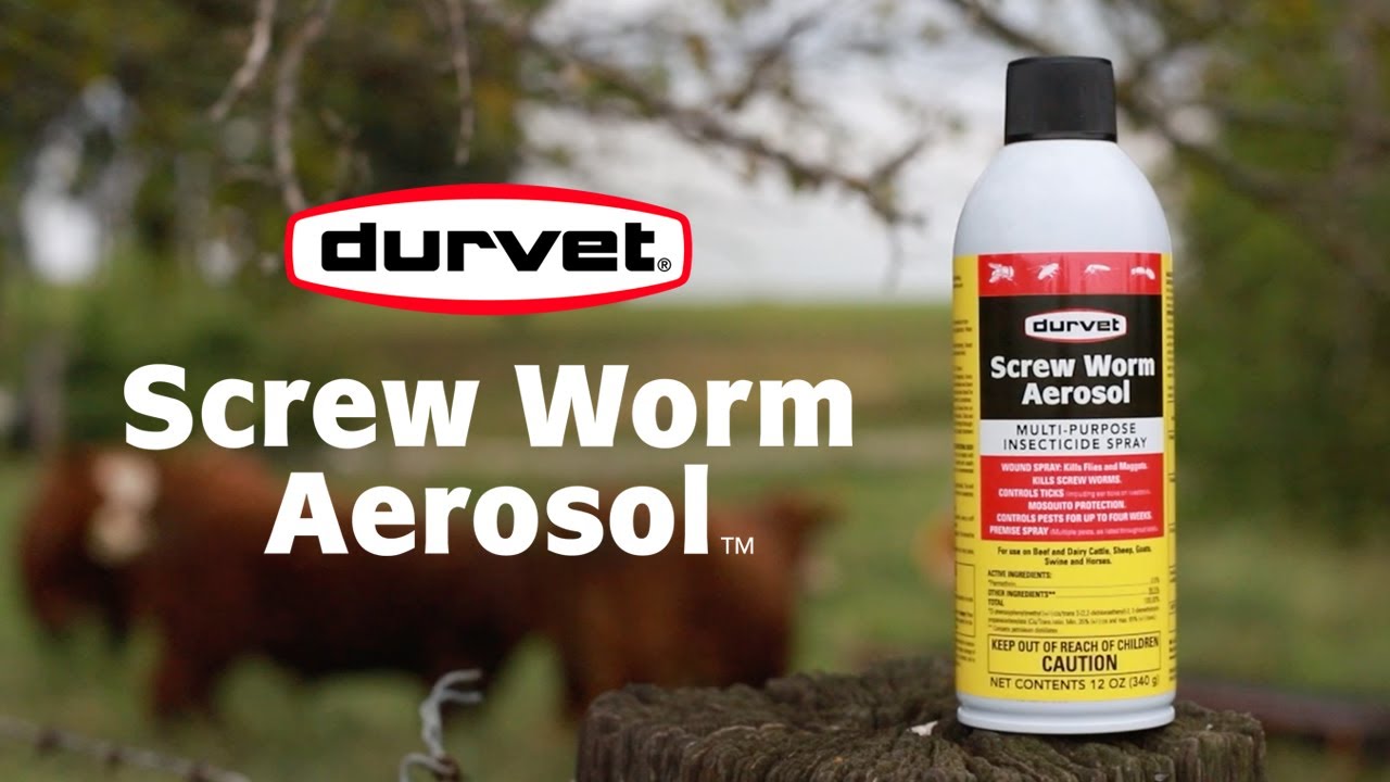Screw Work Insecticides Keep Livestock Pest-Free with Durvet’s Screw Worm Aerosol™ - YouTube