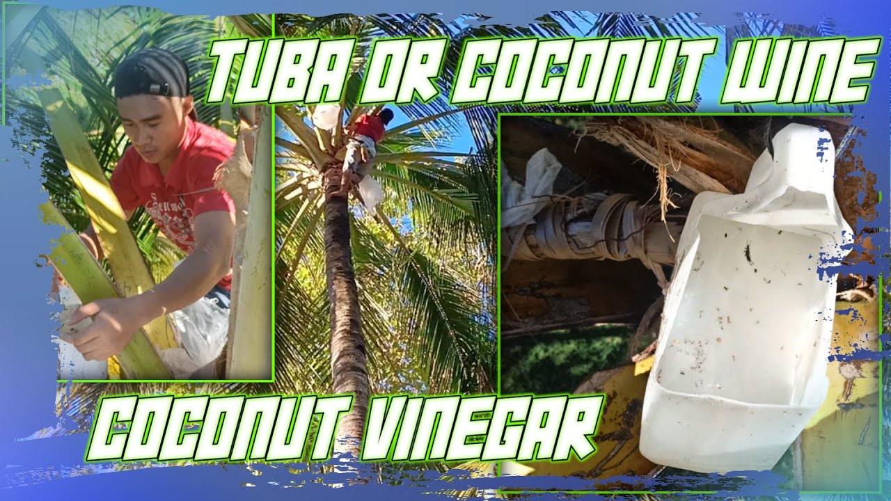 Coconut Wine (TUBA) or Coconut Vinegar YouTube