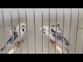 MASHALLAH 💙✨TOP QUALITY TCB HOGO READY TO FIRST BREED PAIR ONLY I PARROT TO BIRDS 