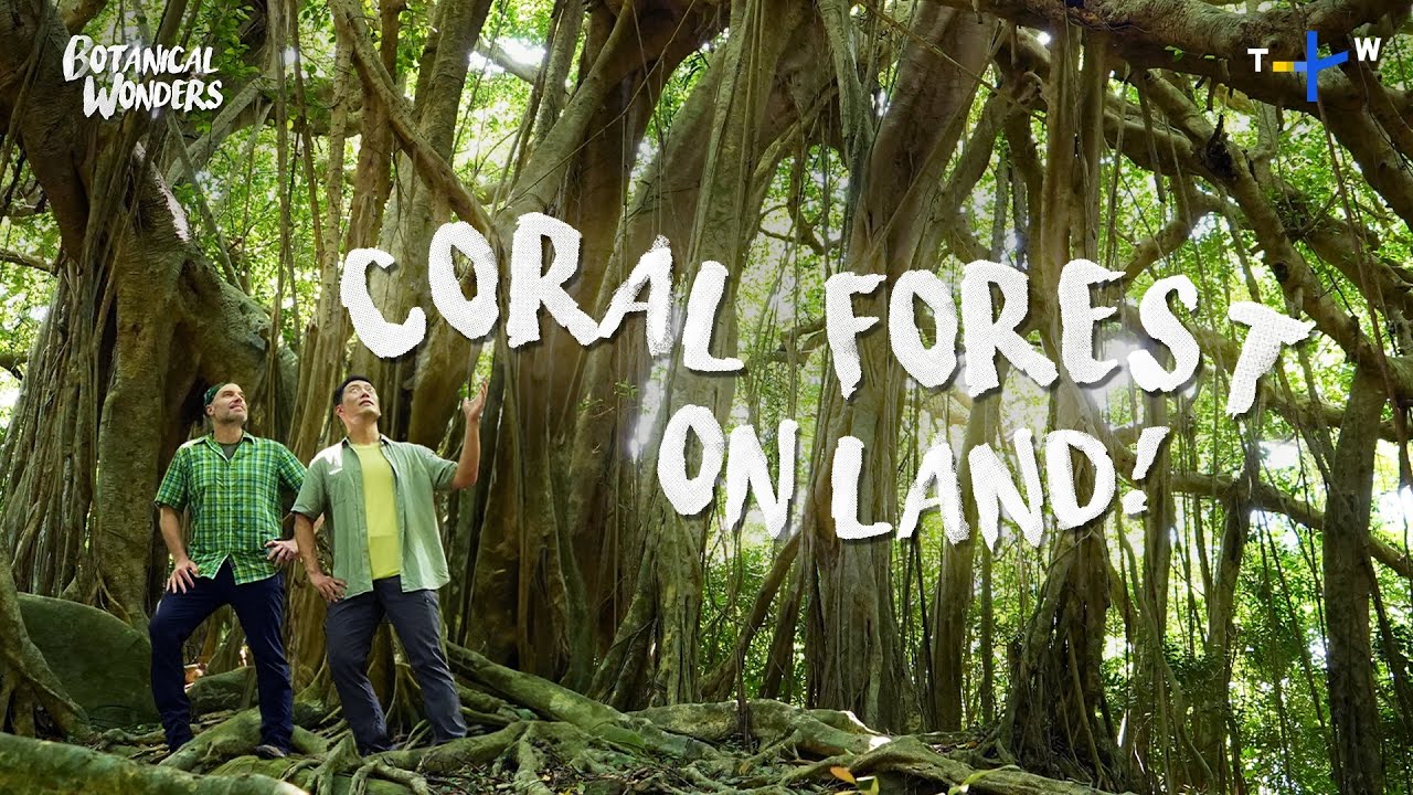 How These Plants Create a Special Environment ǀ Botanical Wonders - YouTube