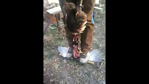 Pheasant Cleaning Made Easy
