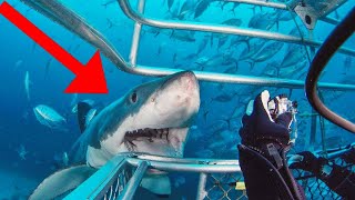 Why You Should NEVER Hand Feed Sharks 🤦‍♂️